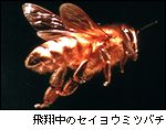 飛翔中のセイヨウミツバチ
