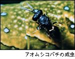 アオムシコバチの成虫