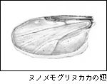 ヌノメモグリヌカカの翅