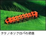 タケノホソクロバの幼虫