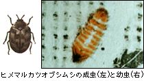 ヒメマルカツオブシムシの成虫と幼虫
